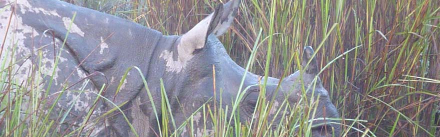 Greater one horned Assam rhino